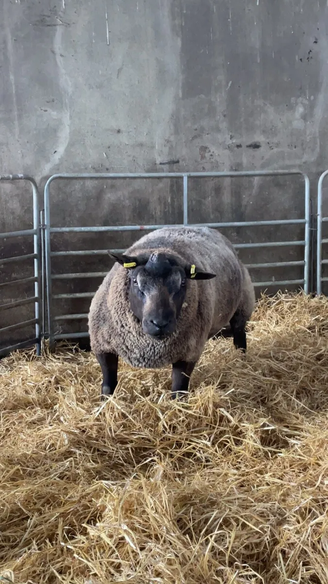 Blue texel ram - Image 2