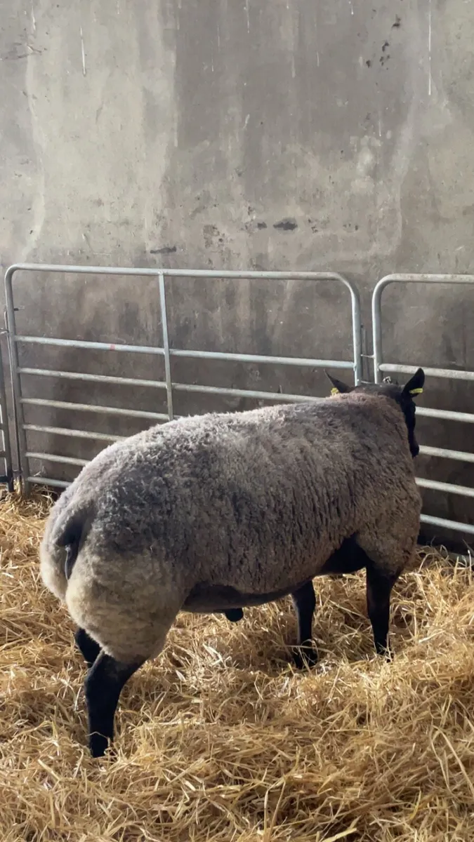 Blue texel ram - Image 3