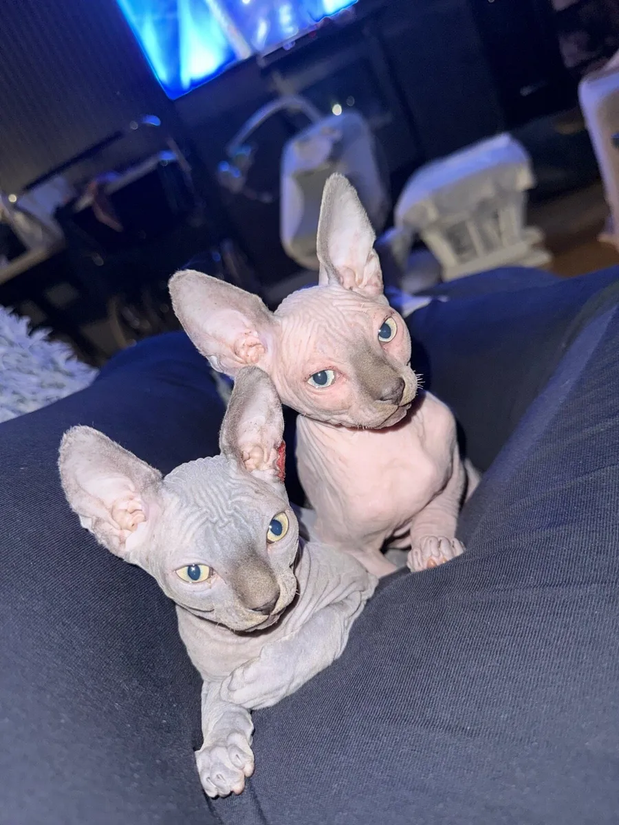 Sphynx kittens - Image 1