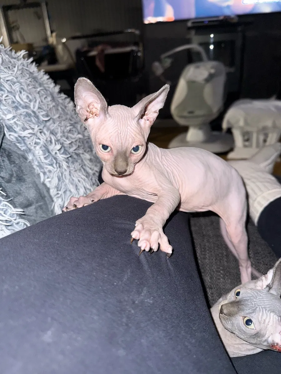 Sphynx kittens - Image 2