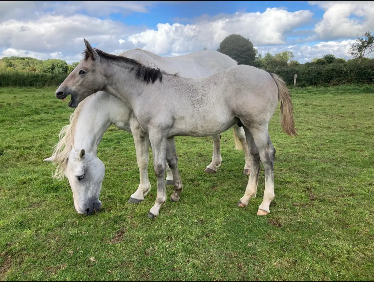 Irish draught Colt Foal