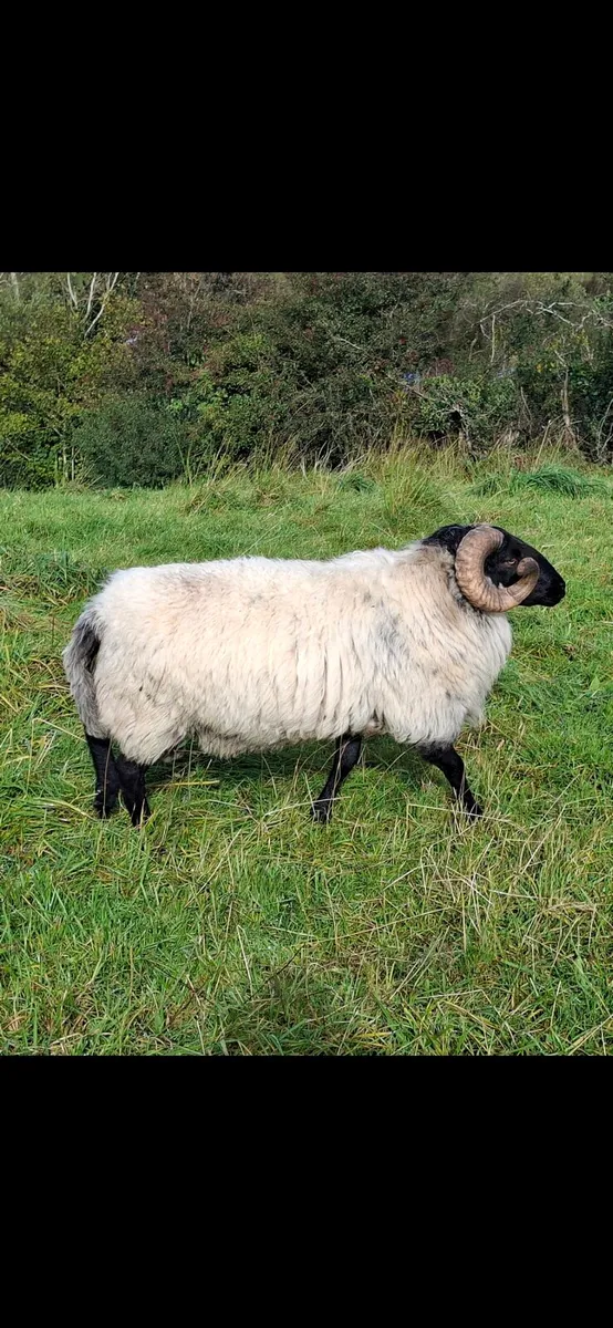 Black face mountain hogget rams for sale - Image 1