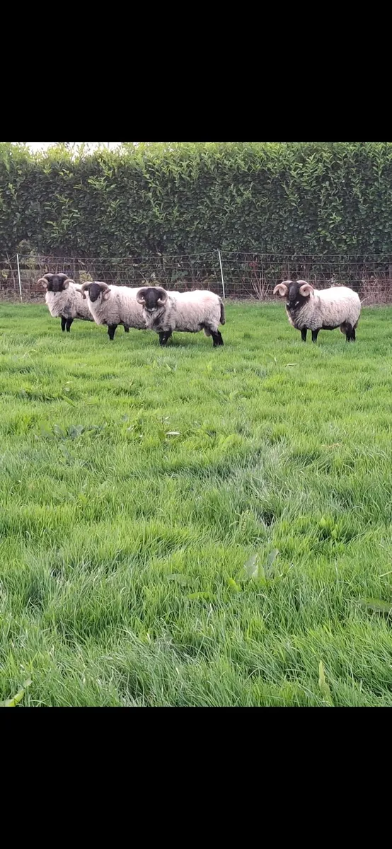 Black face mountain hogget rams for sale - Image 2