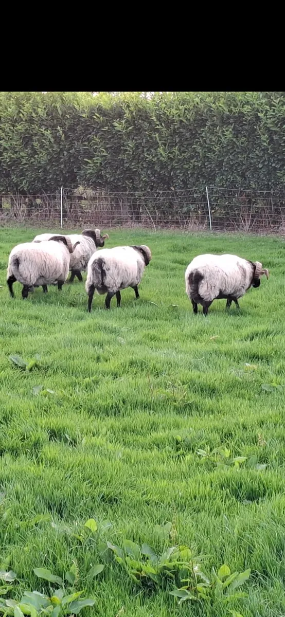 Black face mountain hogget rams for sale - Image 3