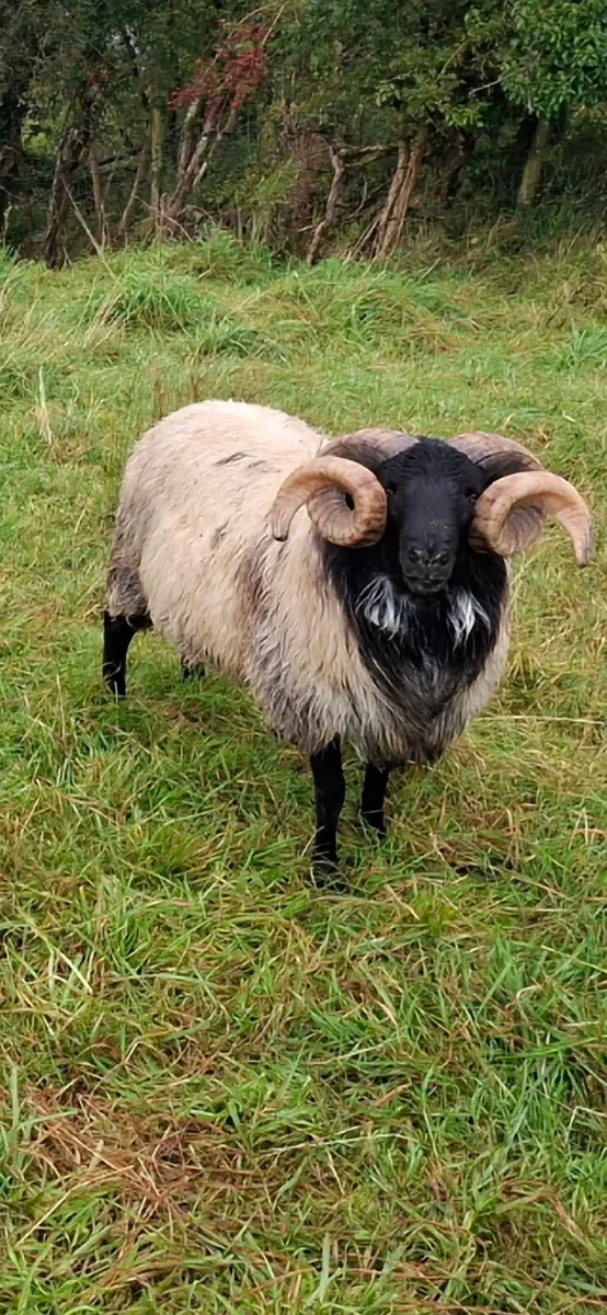 Black face mountain hogget rams for sale - Image 4