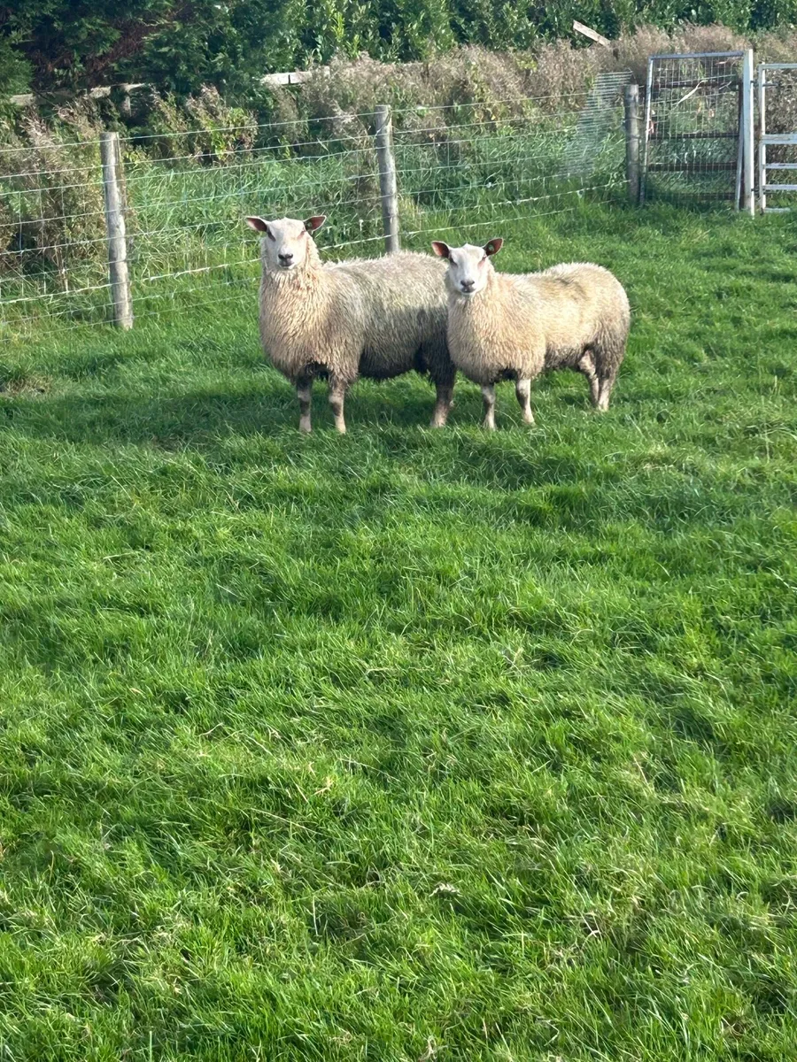 Charollais ewe lambs - Image 1