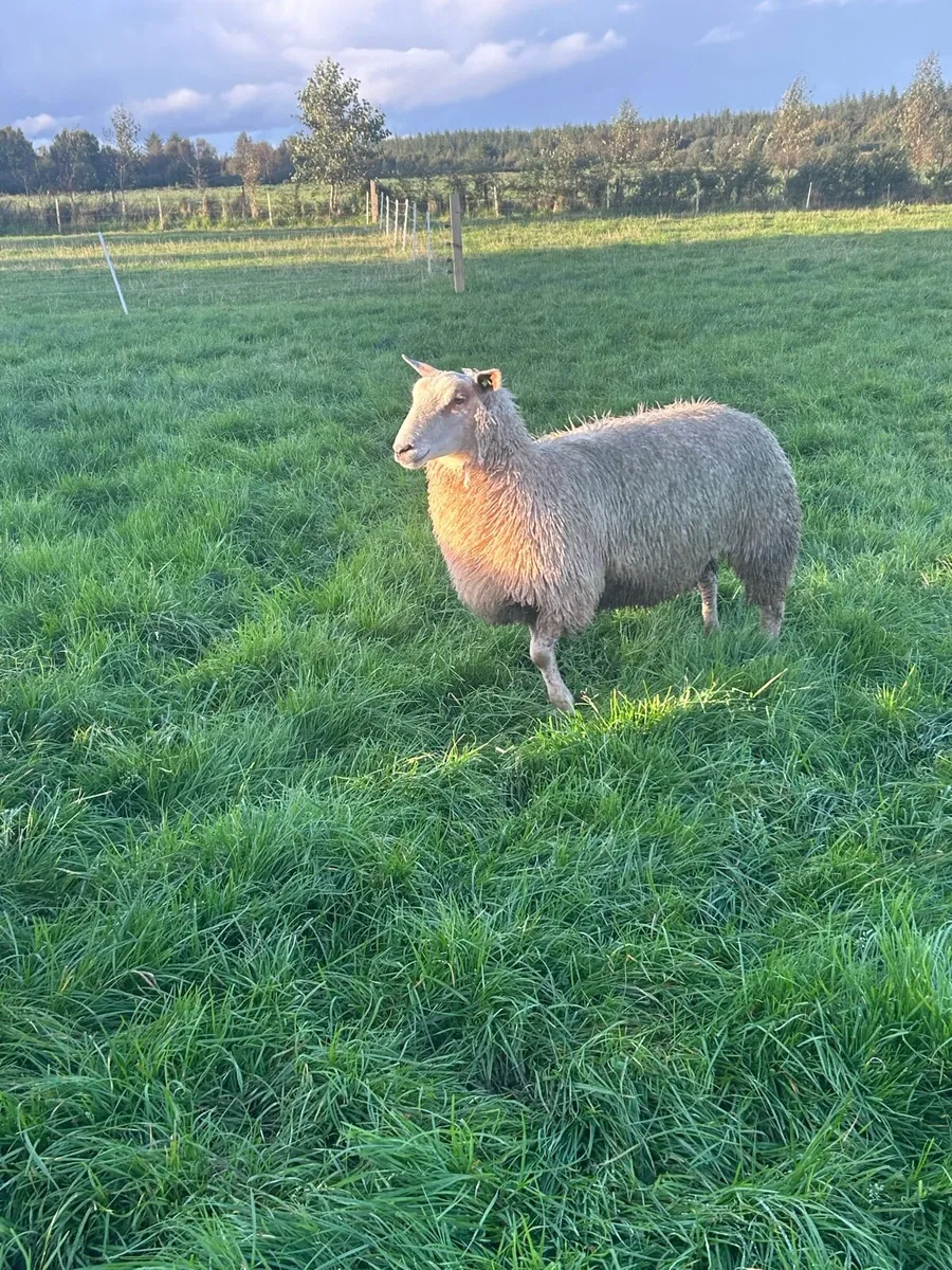 Charollais ewe lambs - Image 2