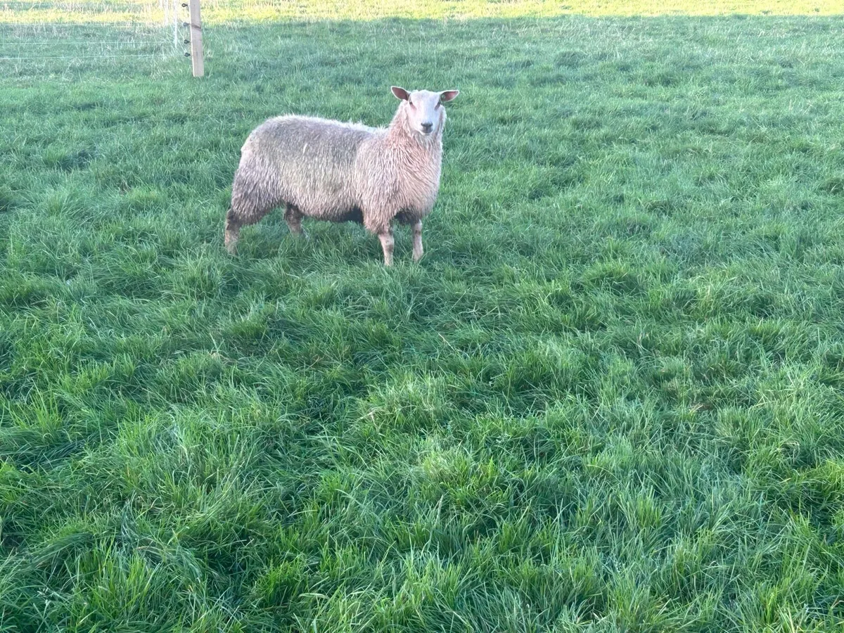 Charollais ewe lambs - Image 3