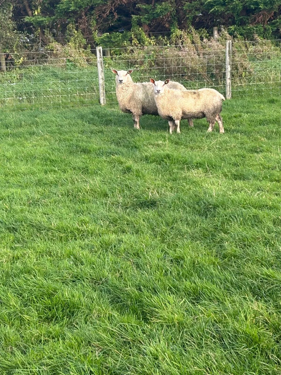 Charollais ewe lambs - Image 4