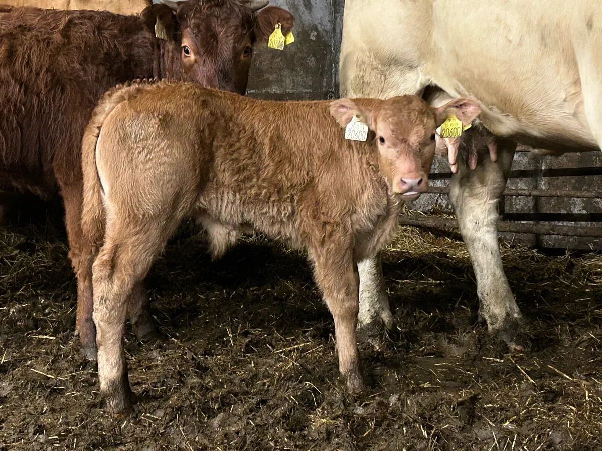 Super u grade limousine bull calf - Image 1