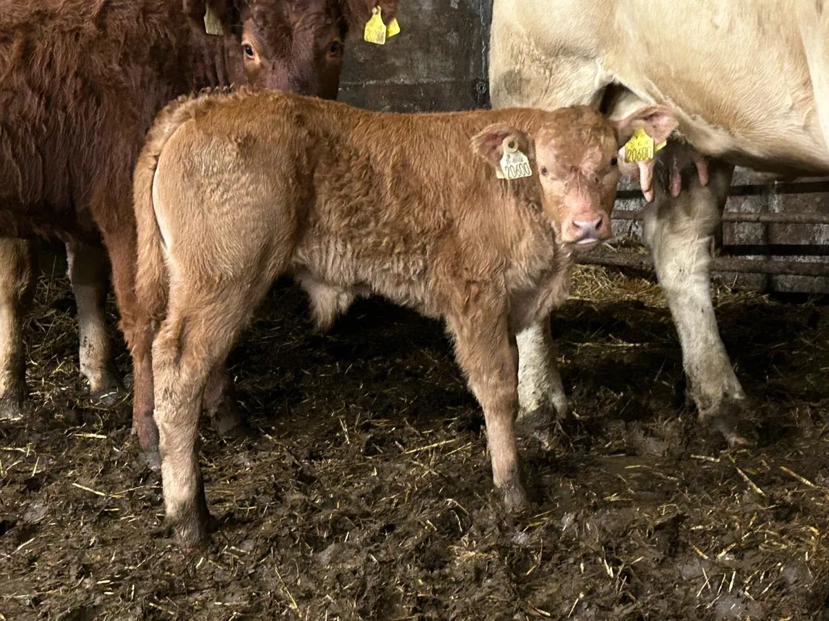 Super u grade limousine bull calf - Image 2
