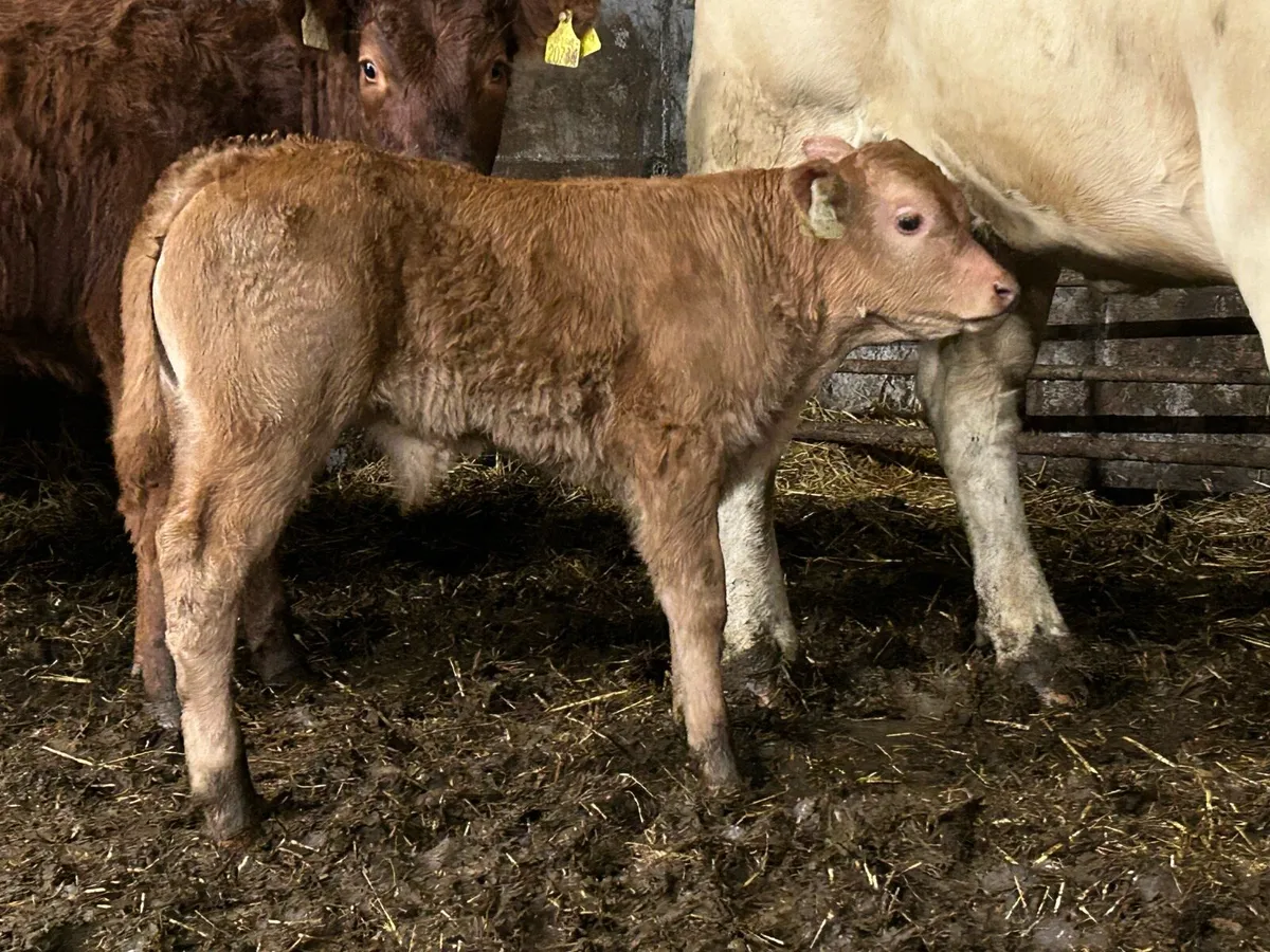 Super u grade limousine bull calf - Image 4
