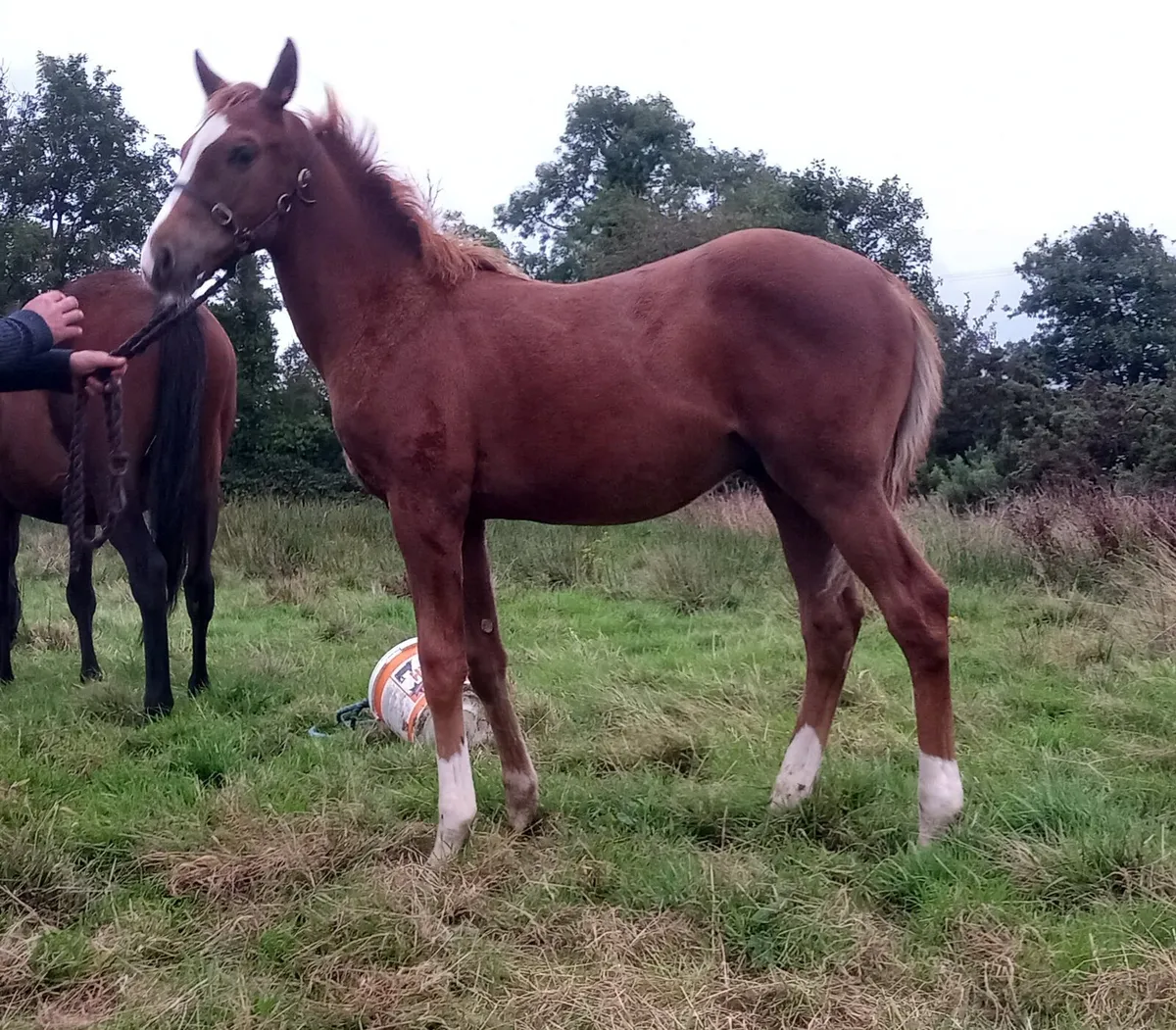 Thoroughbred colt foal - Image 1