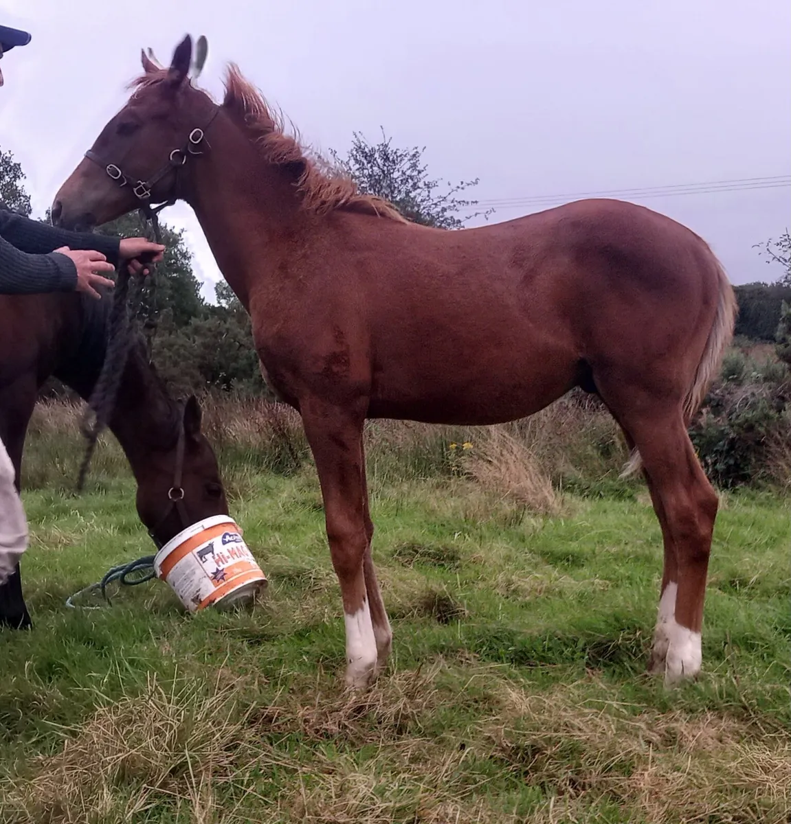 Thoroughbred colt foal - Image 2
