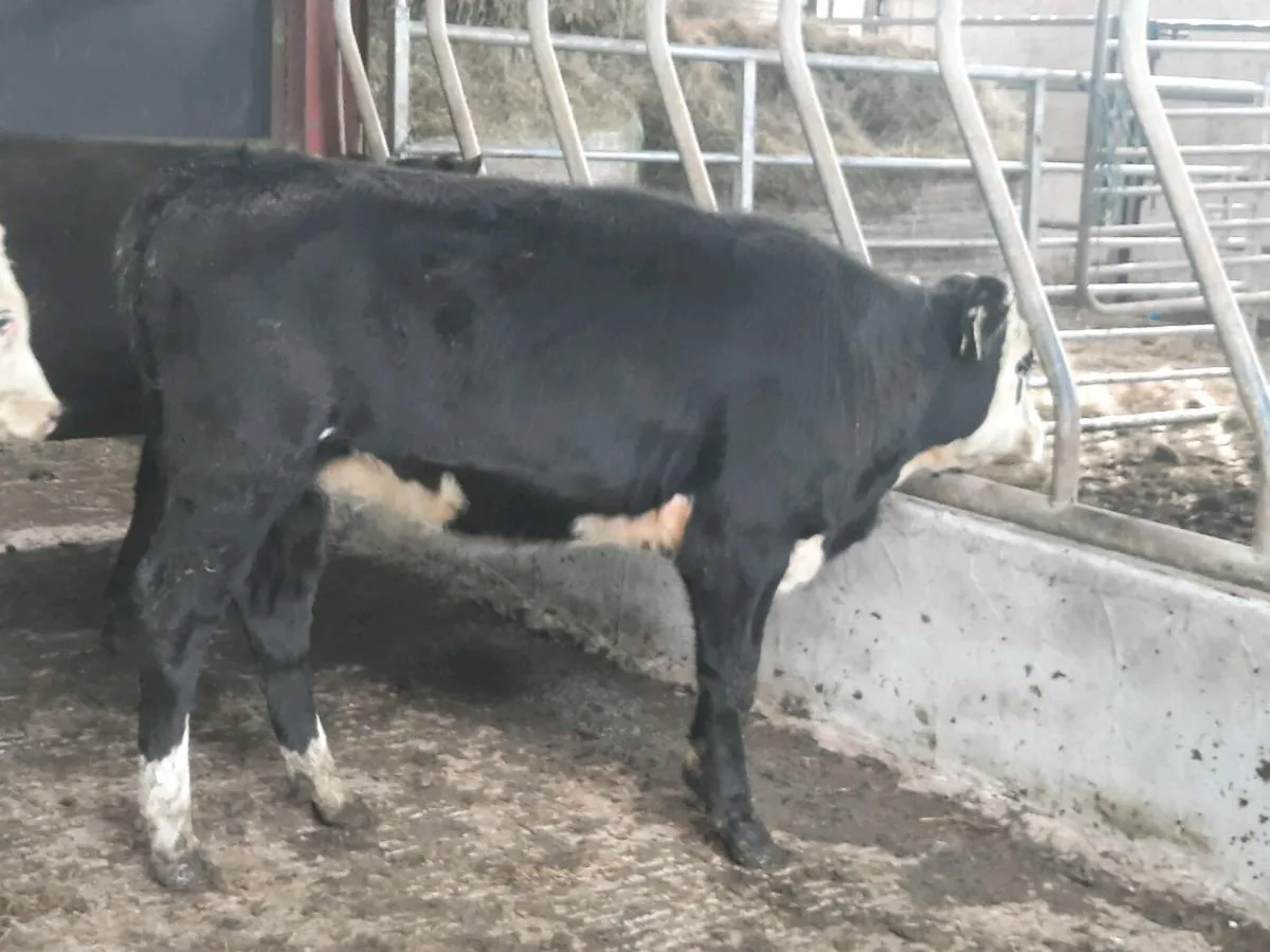 9 lovely Hereford heifers for sale - Image 2