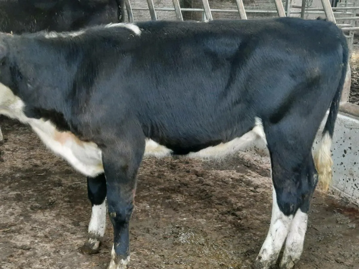 9 lovely Hereford heifers for sale - Image 4