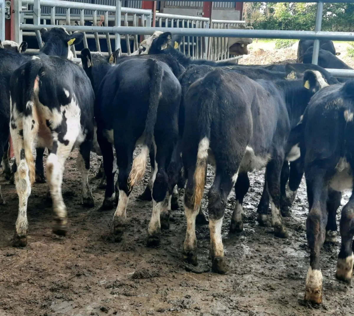 9 lovely Hereford heifers for sale - Image 1