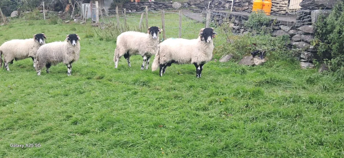 Purebred Swaledale ram lambs (SIS) - Image 1