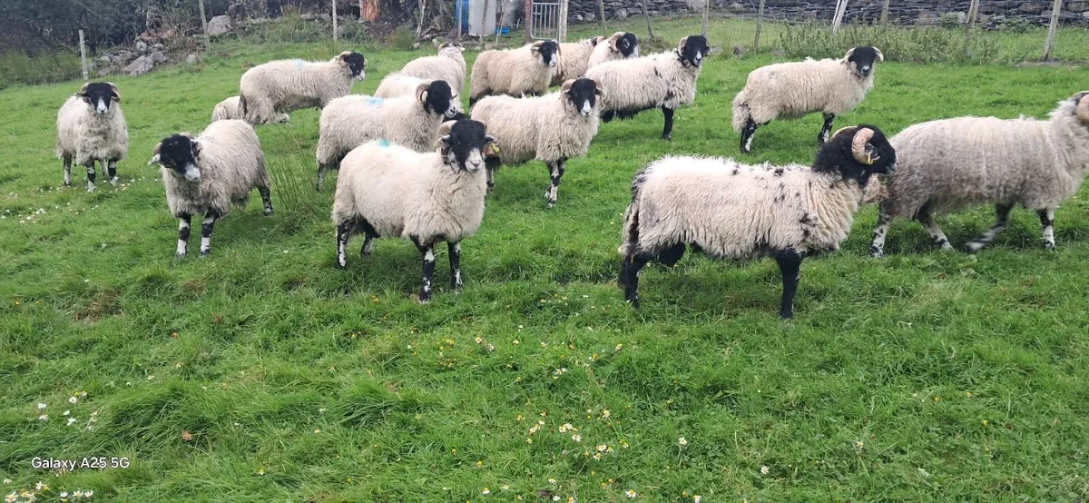Purebred Swaledale ram lambs (SIS) - Image 2
