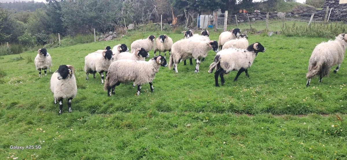 Purebred Swaledale ram lambs (SIS) - Image 4