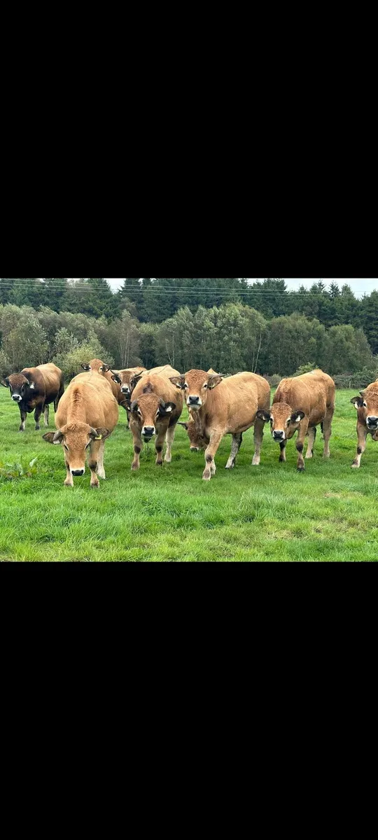 16 super 450 kg store bullocks for sale - Image 2