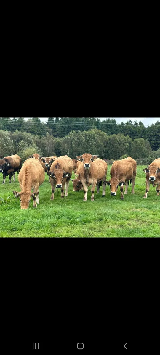 16 super 450 kg store bullocks for sale - Image 3