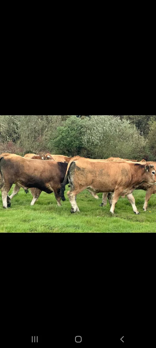 16 super 450 kg store bullocks for sale - Image 4