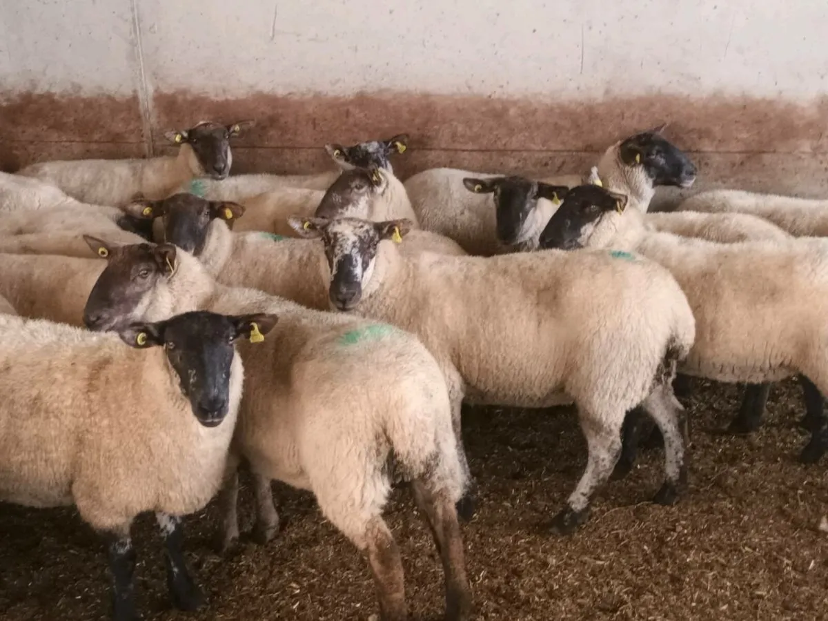 Roscrea Mart tomorrow 17th September - Image 1
