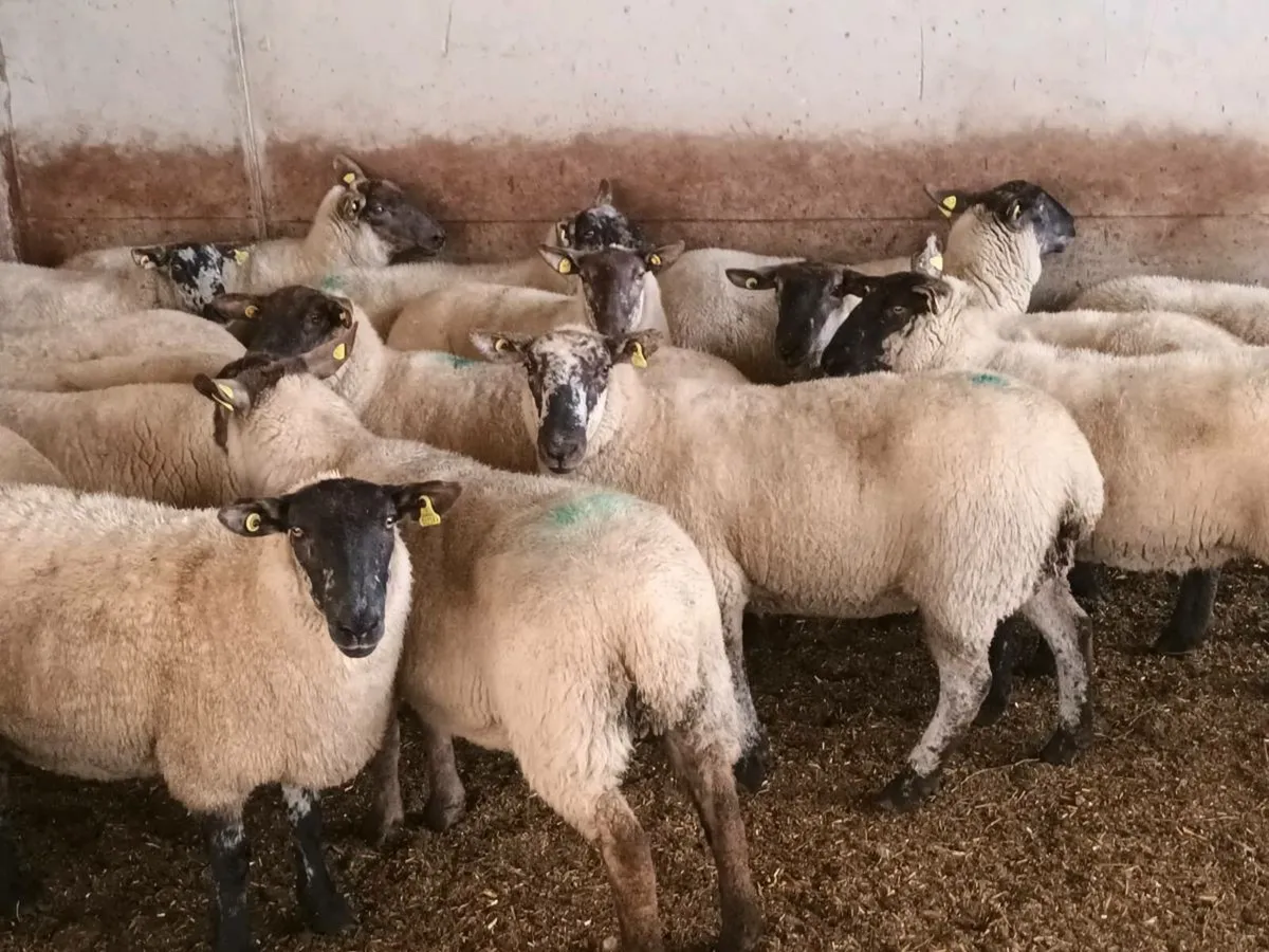 Roscrea Mart tomorrow 17th September - Image 2