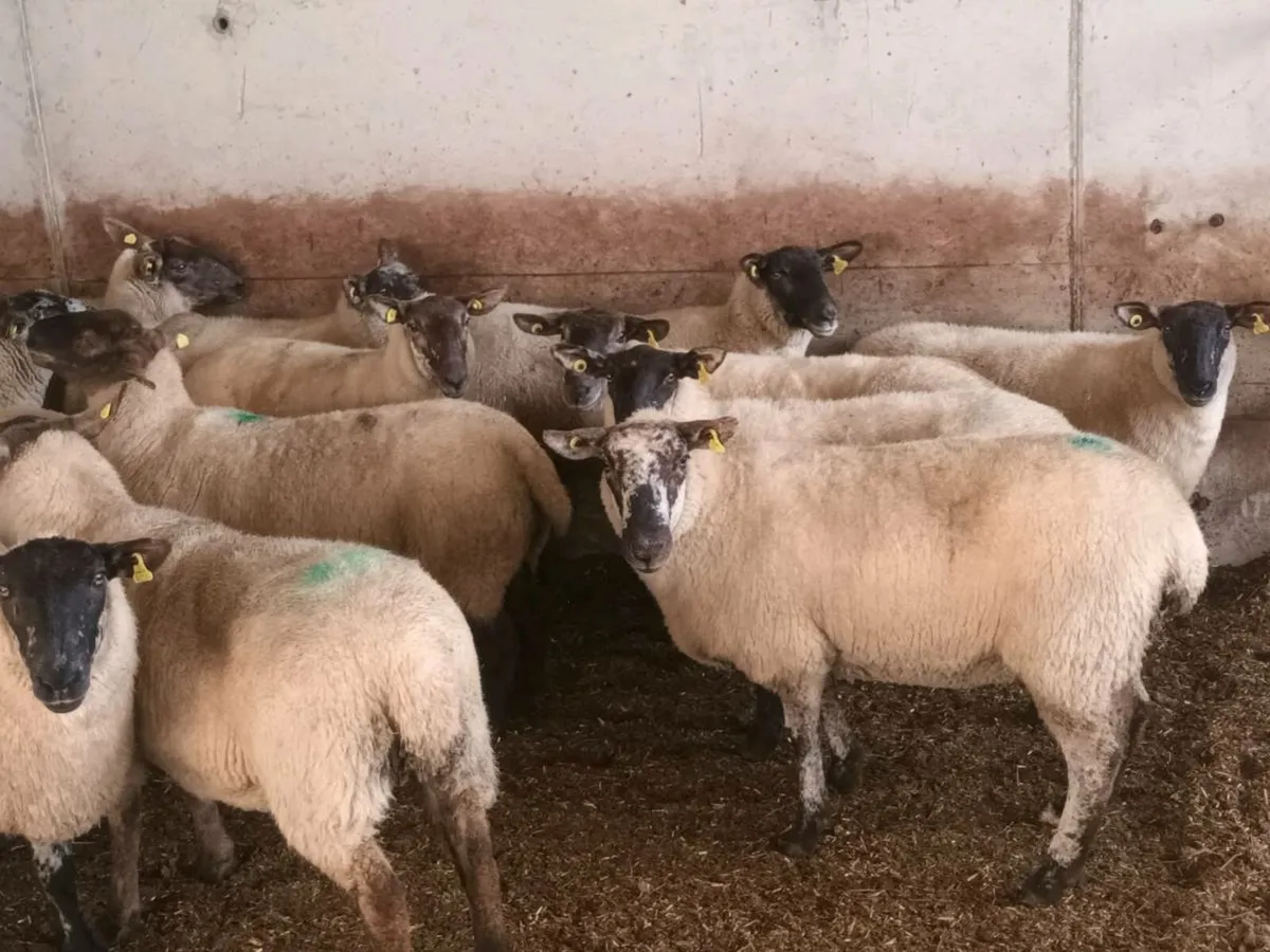 Roscrea Mart tomorrow 17th September - Image 4