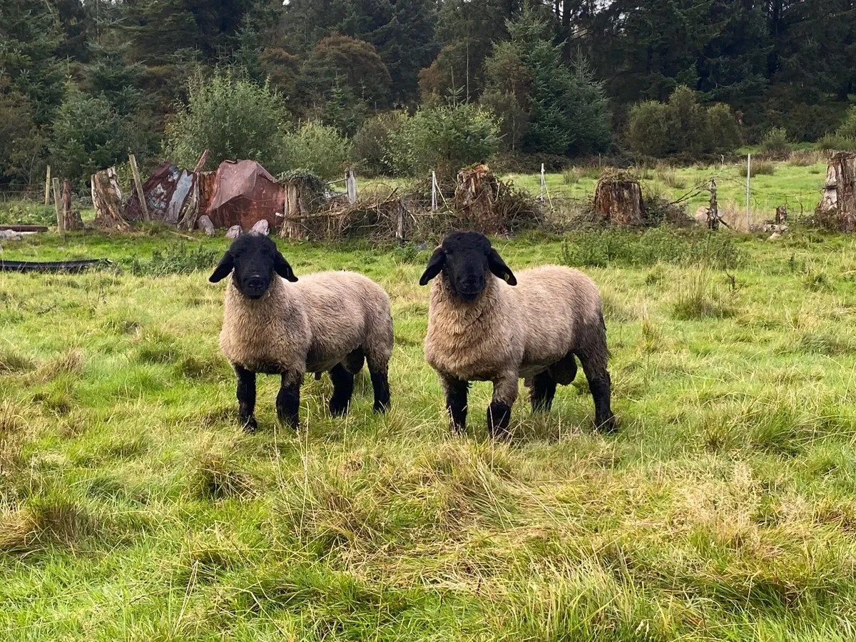 Pedigree Ram Lambs - Image 1