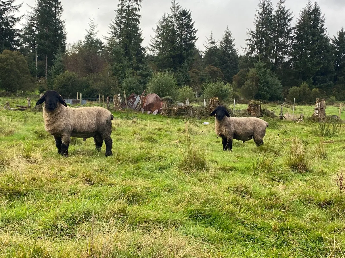 Pedigree Ram Lambs - Image 2