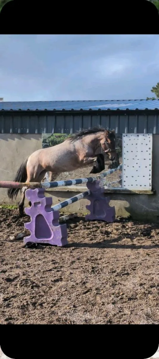 Ponies - Image 1