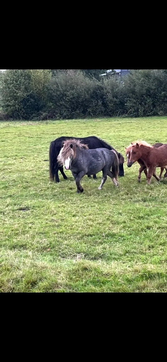 Ponies for sale - Image 1