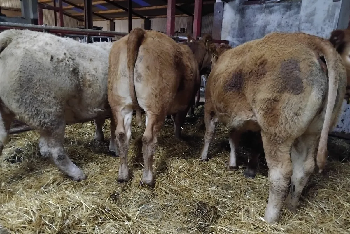 U&R grade  store heifers - Image 1