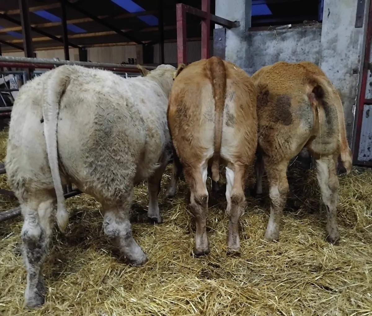 U&R grade  store heifers - Image 2