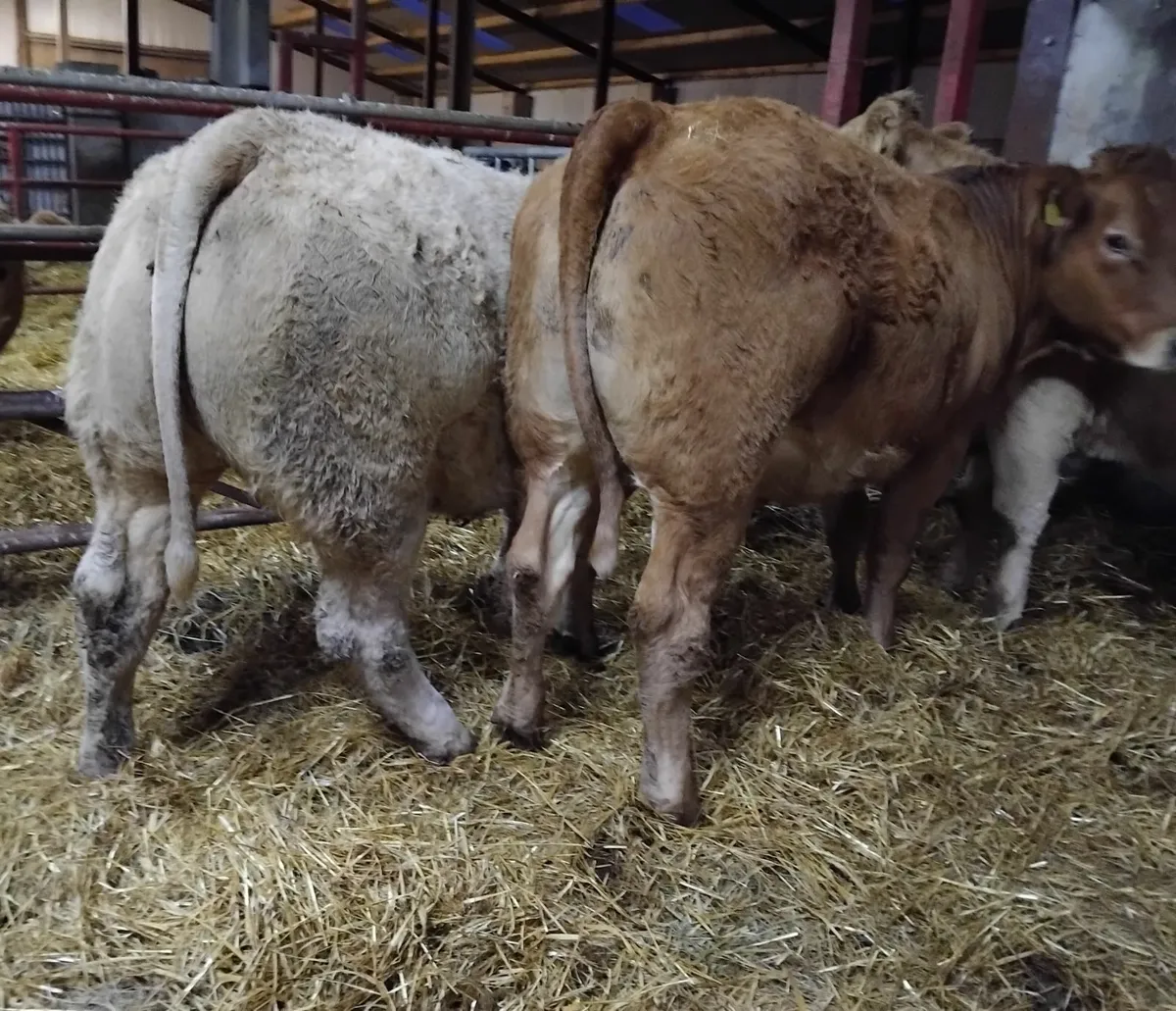 U&R grade  store heifers - Image 3