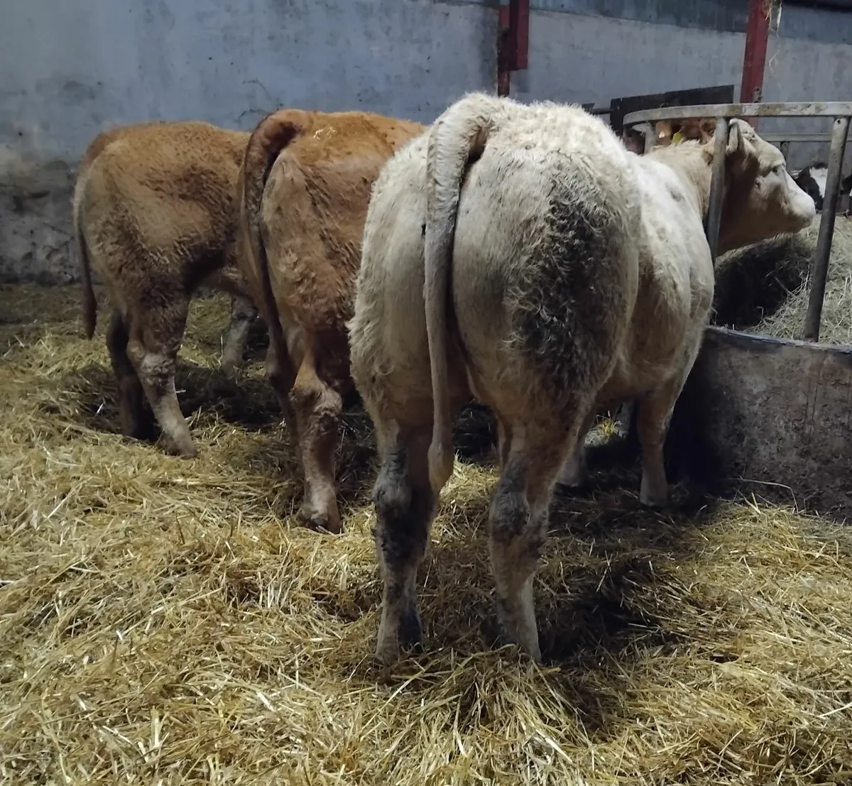 U&R grade  store heifers - Image 4