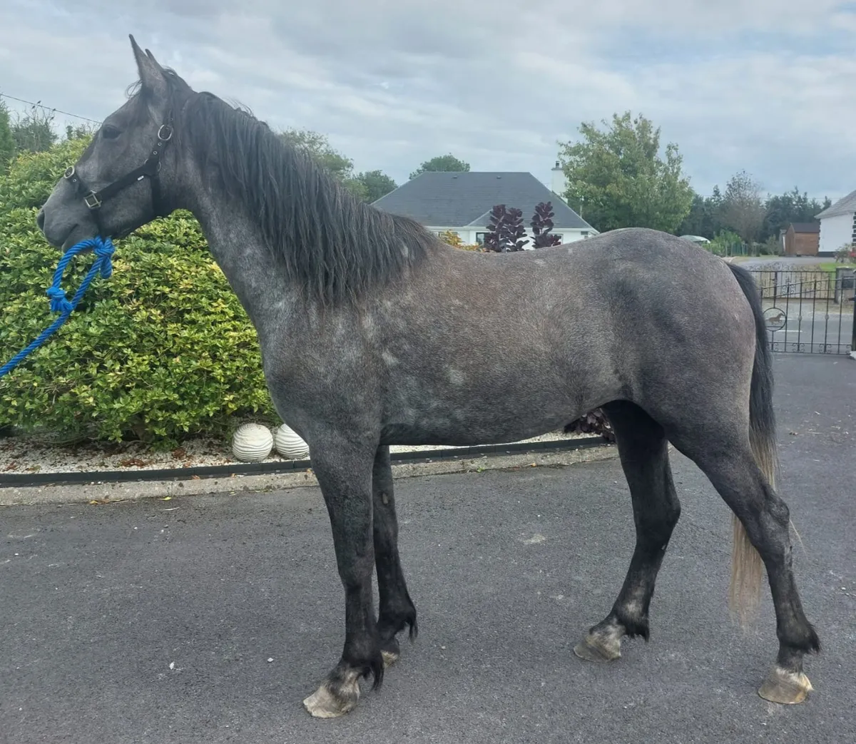 SHOW QUALITY GELDINGS - Image 1