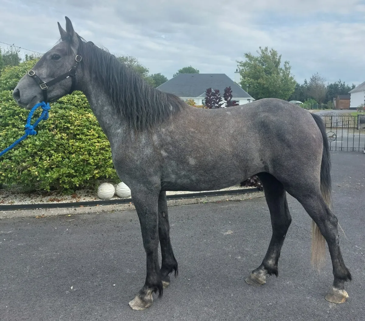 SHOW QUALITY GELDINGS - Image 3