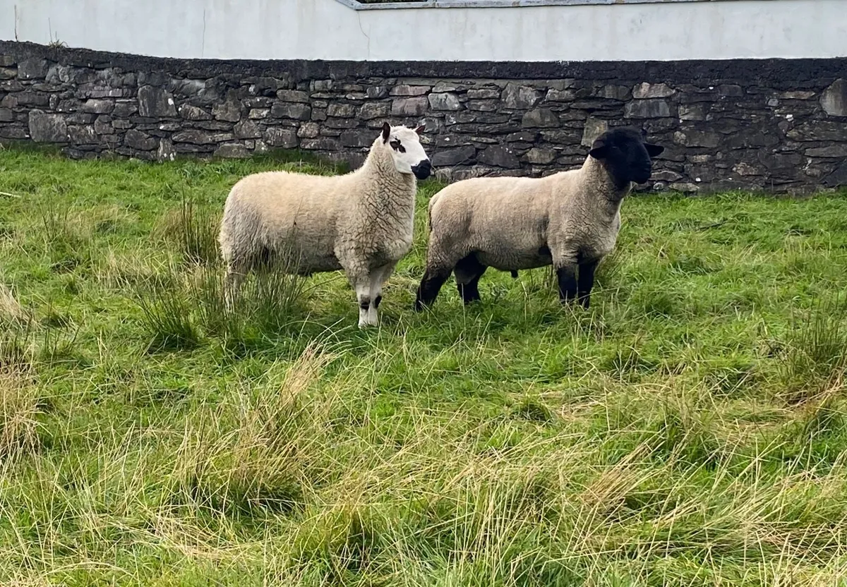 Pedigree Hoggets for Sale - Image 1