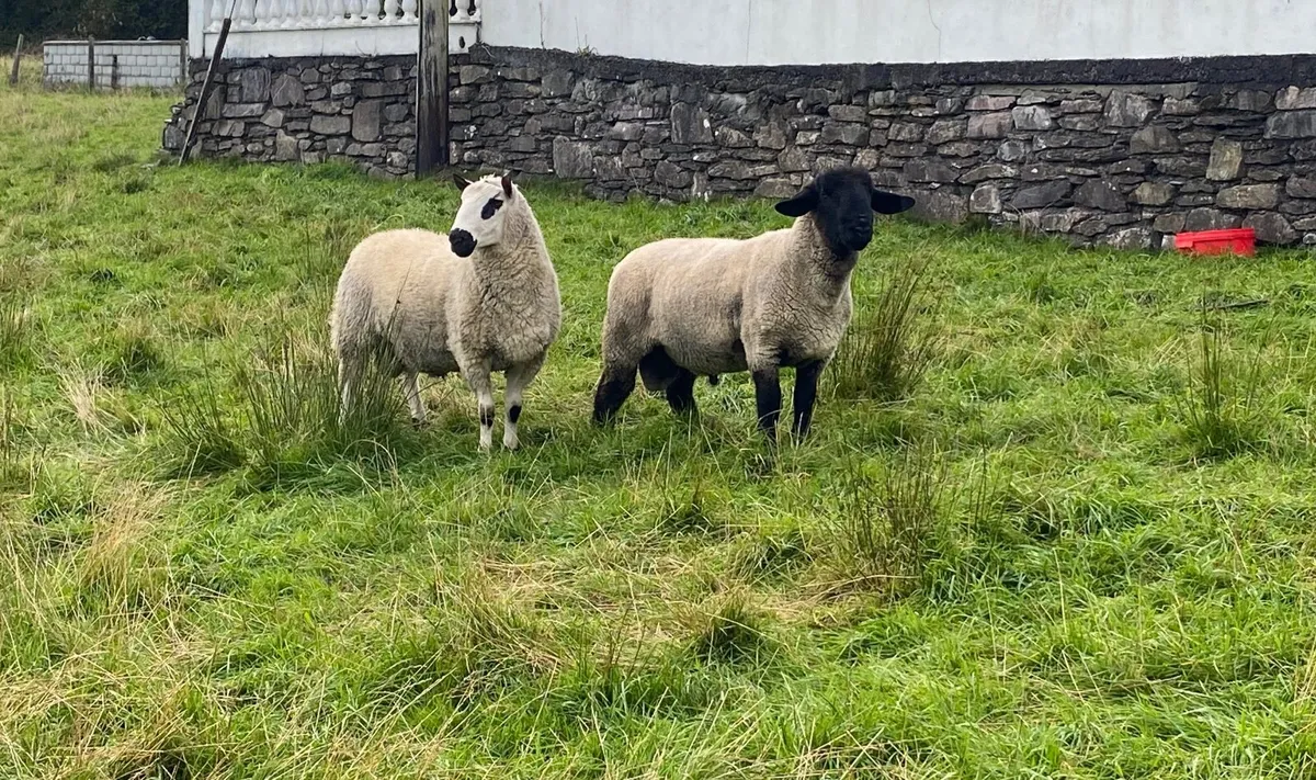 Pedigree Hoggets for Sale - Image 2