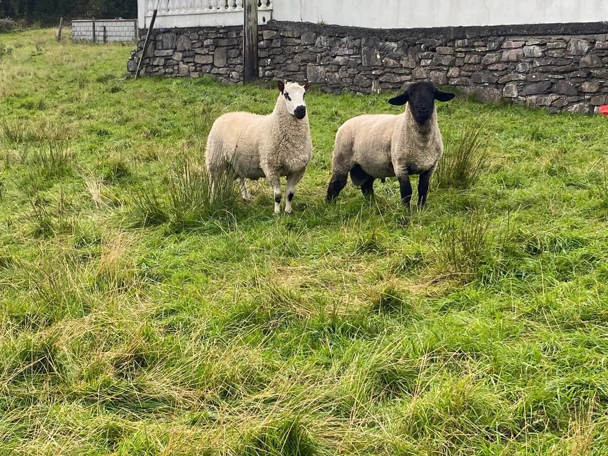 Pedigree Hoggets for Sale - Image 3