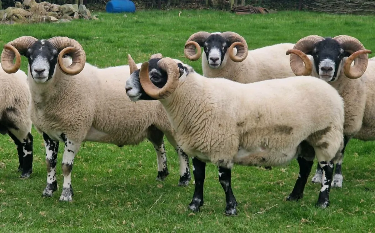 Lanark Rams:Super Breeding - Image 2