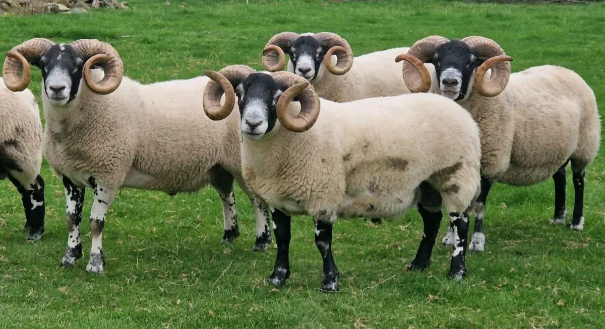 Lanark Rams:Super Breeding - Image 3