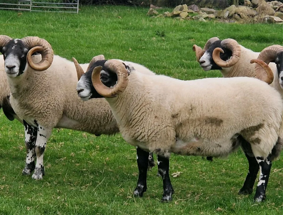 Lanark Rams:Super Breeding - Image 4