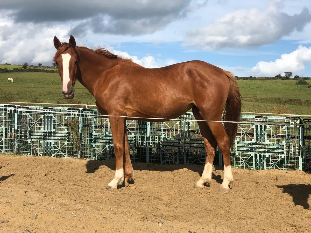3year old gelding filly - Image 1