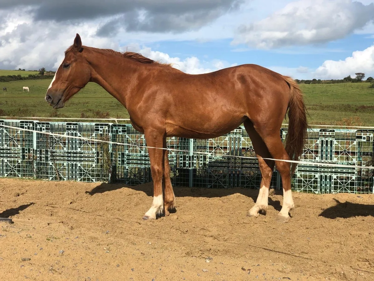 3year old gelding filly - Image 2