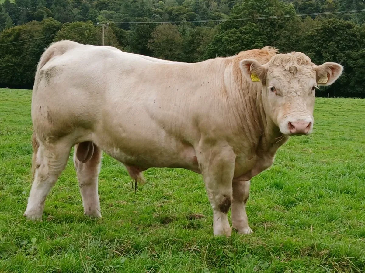 PBR Charolias Bulls - Image 4