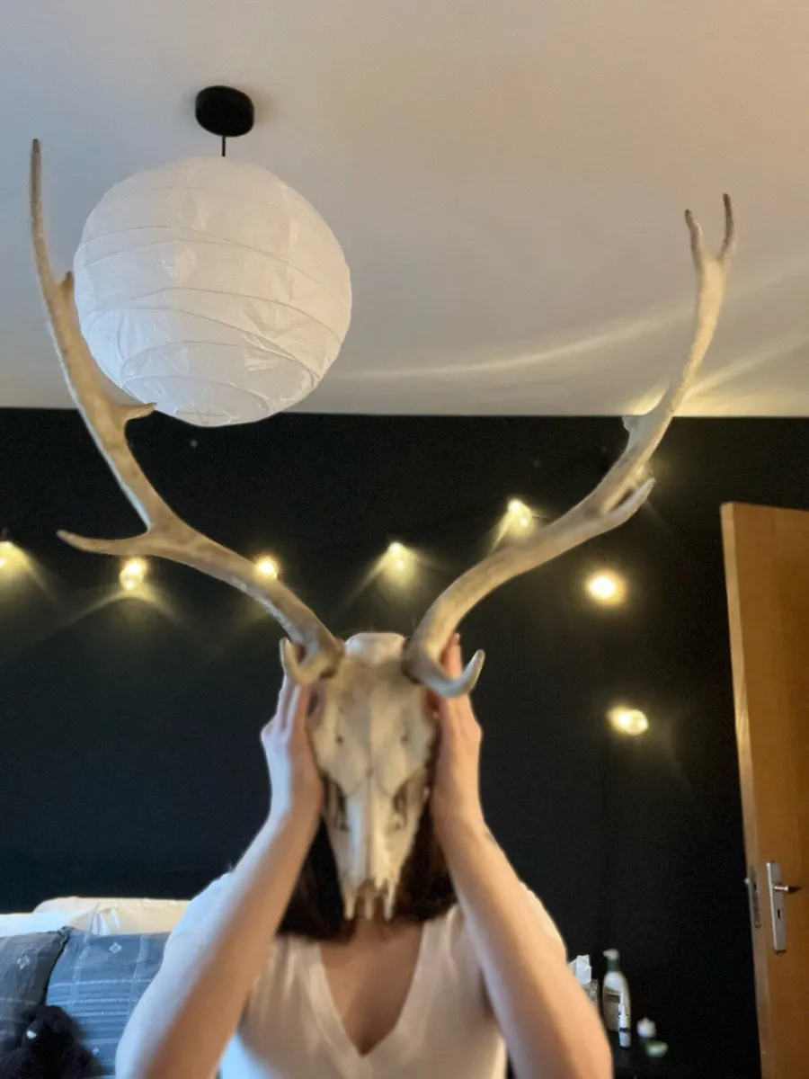 Antique deer skull - Image 1